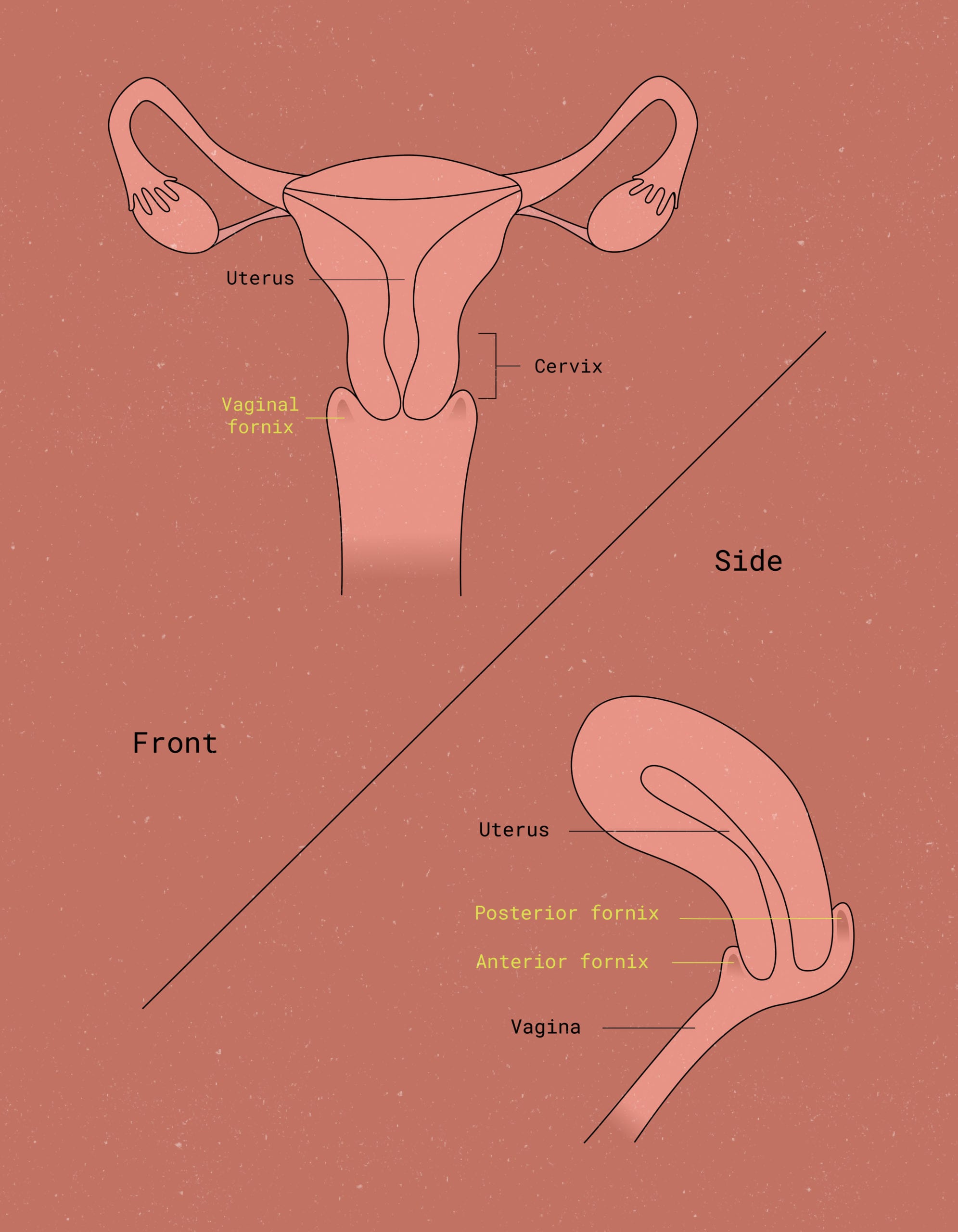 What is the vaginal fornix?