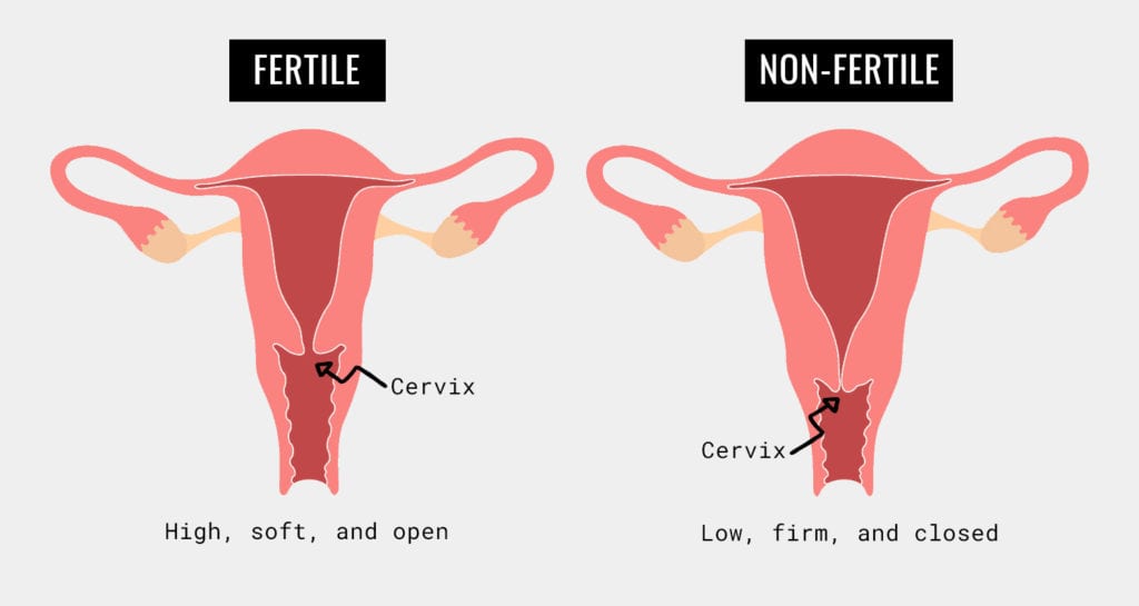 cervix position during period sex