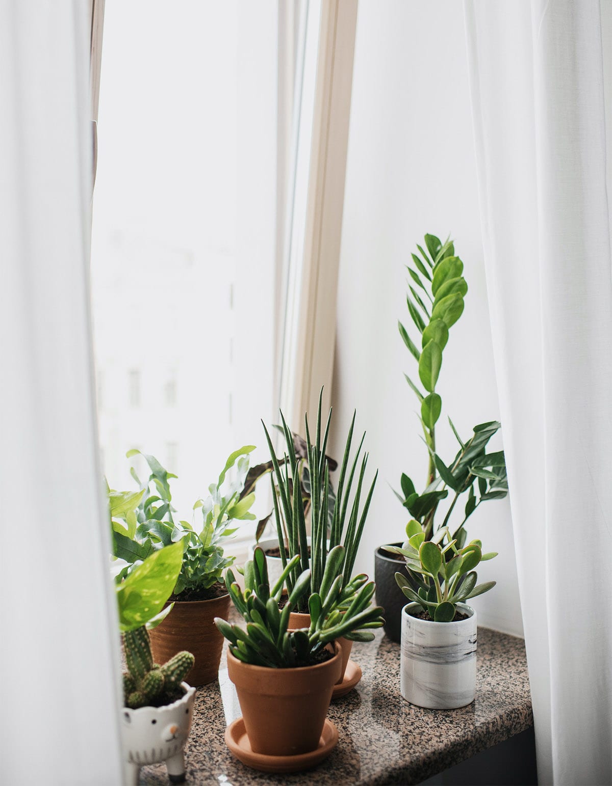 Why plant care is self-care
