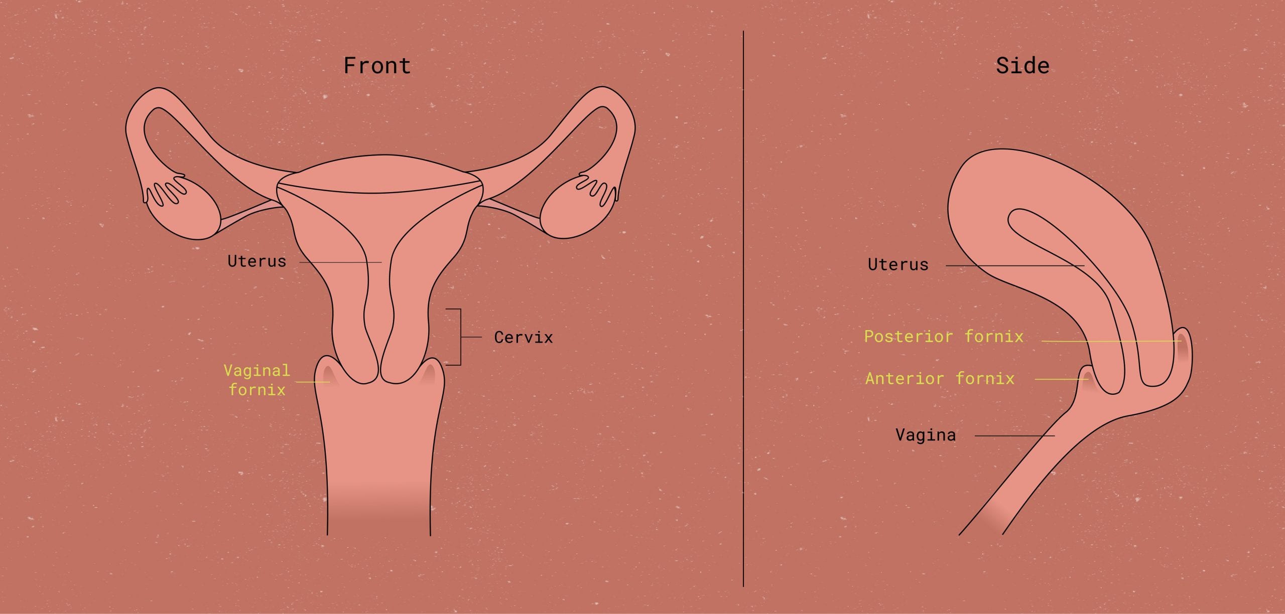 vaginal fornix diagram