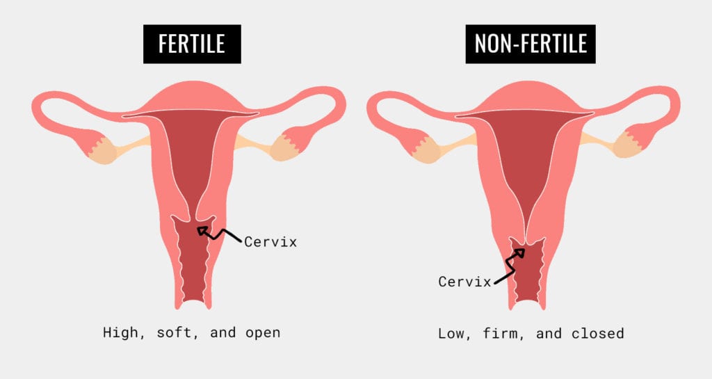 fertile and non-fertile positioning of the cervix