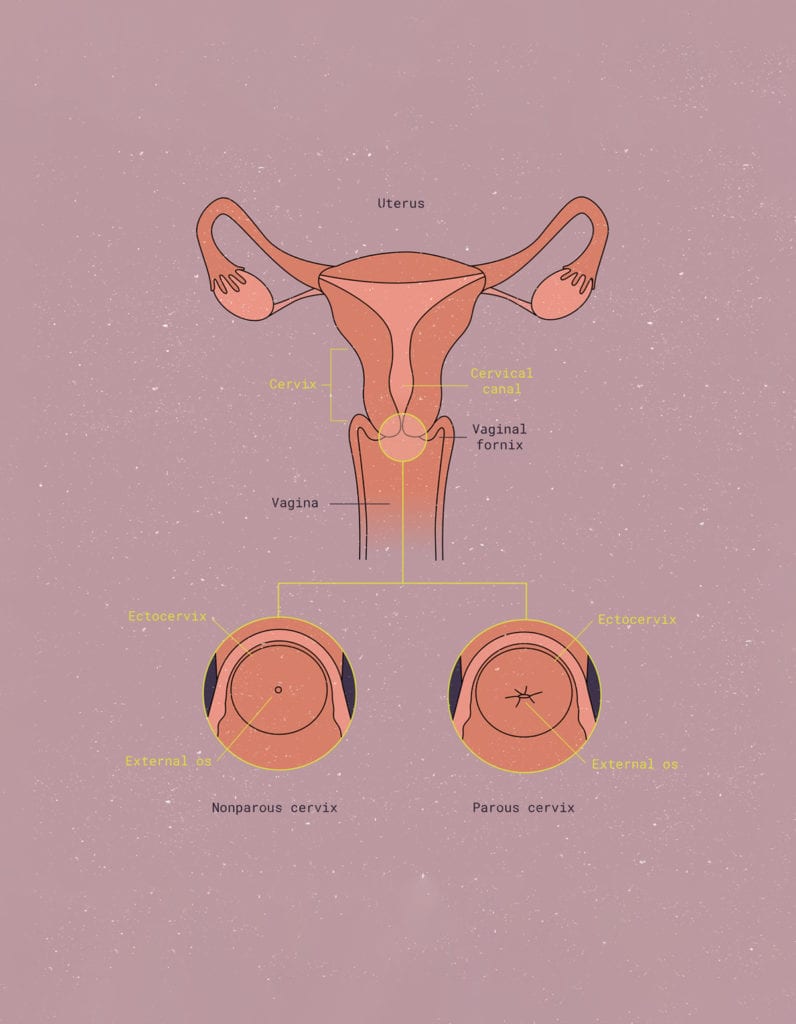 diagram of uterus showing the cervix, vaginal fornix, ectocervix, and external os