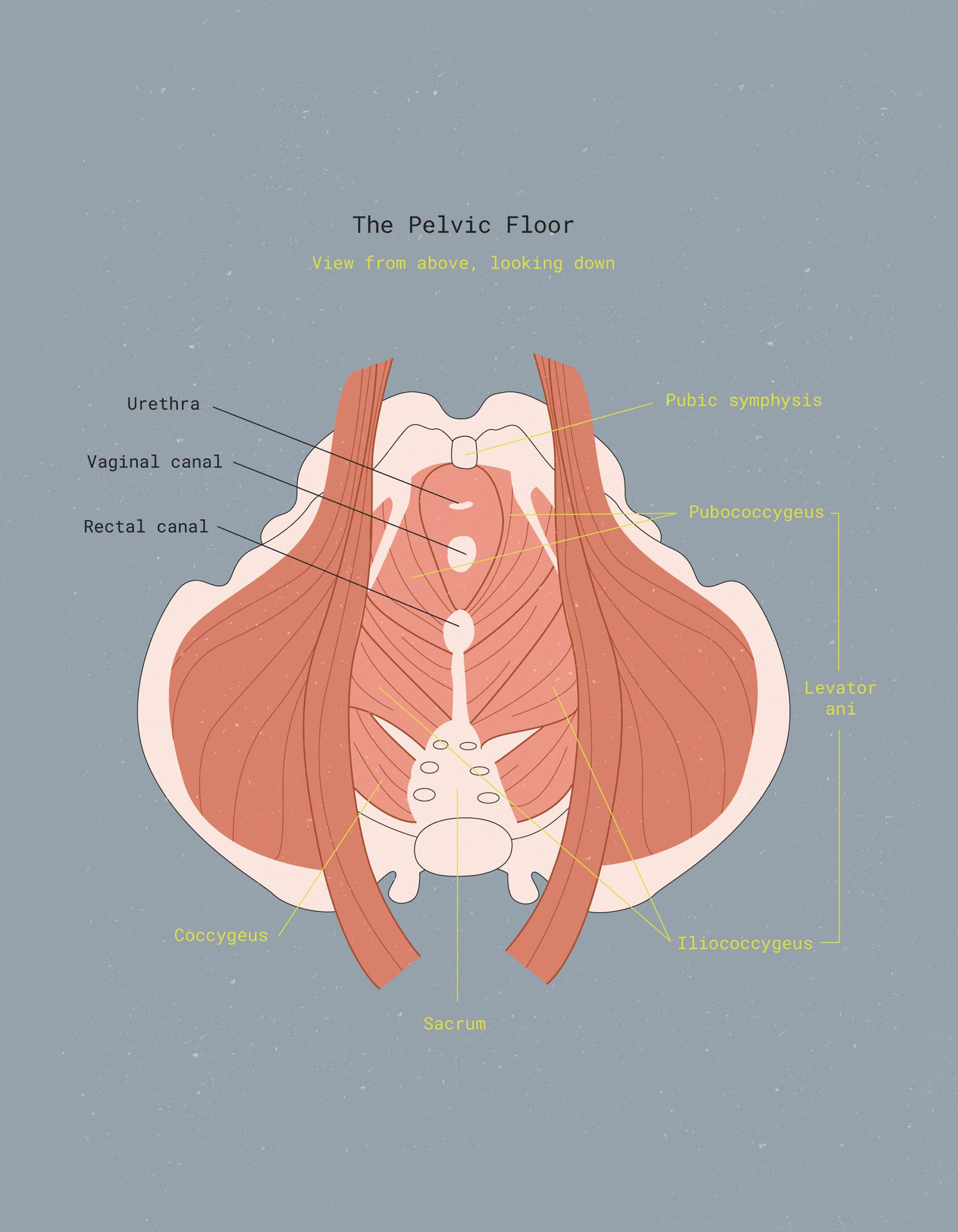 Up close & personal with: Your pelvic floor