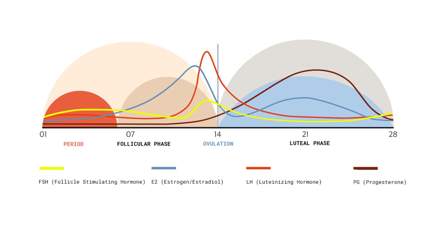 How to track your period & what it can reveal | The Fornix | Flex