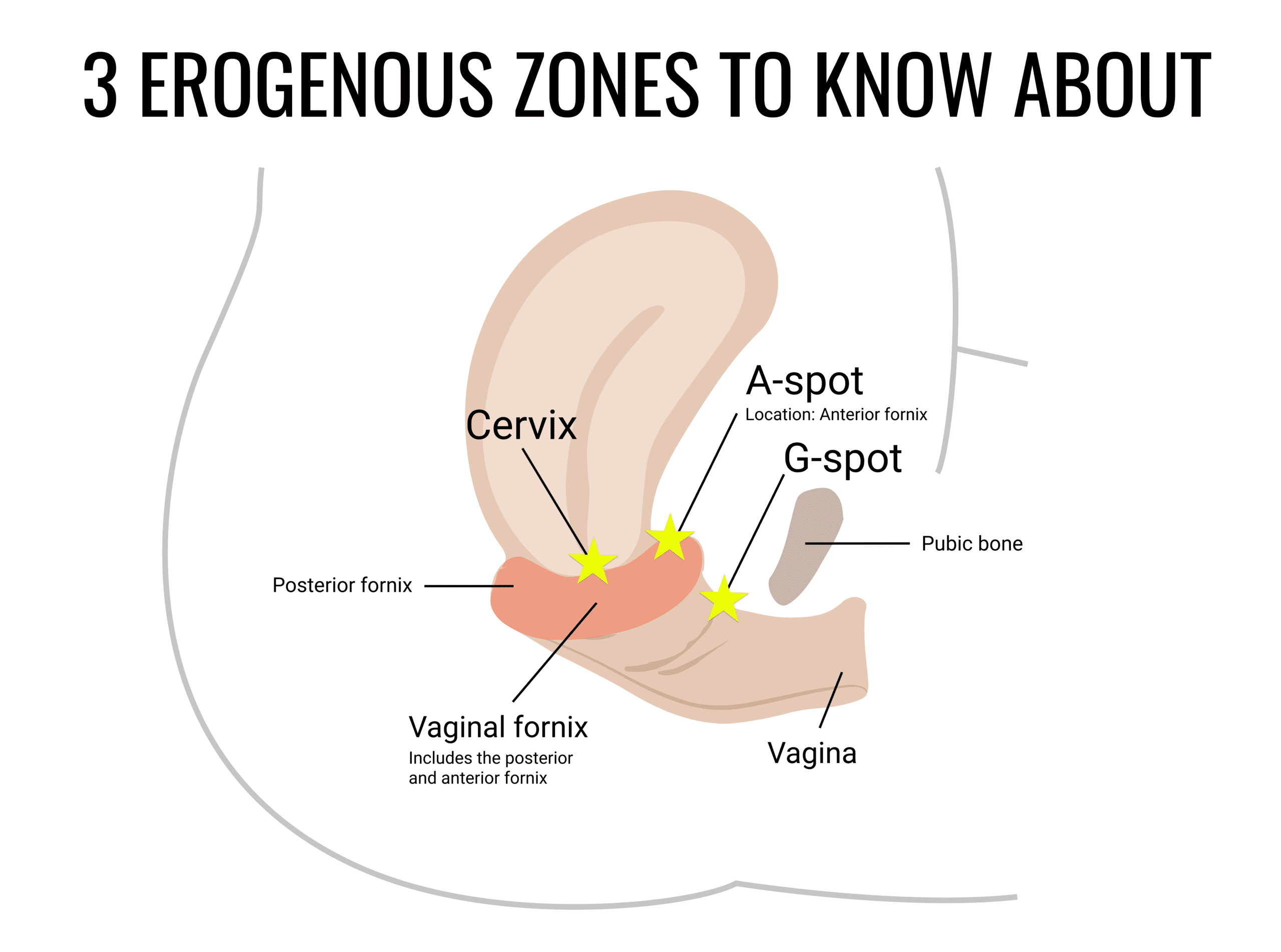 3 erogenous zones to know about the cervix the g-spot and the a-spot