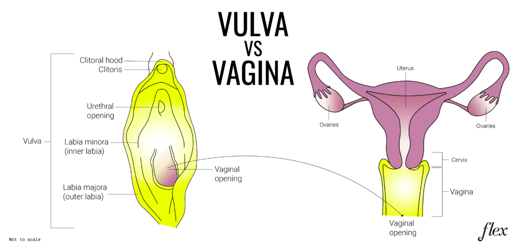 vulva vs vagina diagram