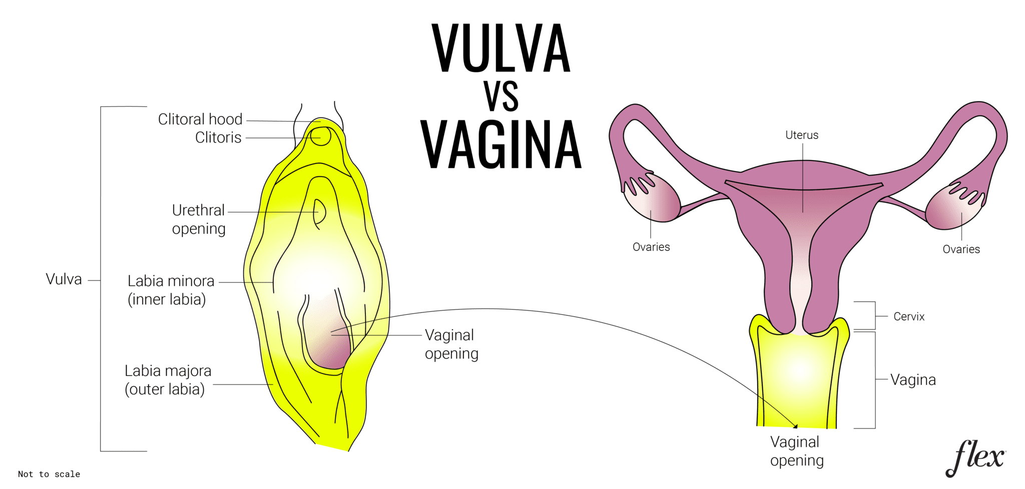 Demystifying How Deep is a Vagina | The Fornix | Flex